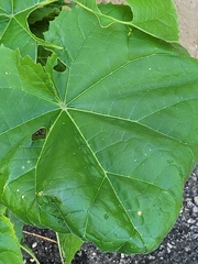 Paulownia tomentosa