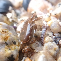 Cyclograpsus cinereus