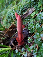 Balanophora laxiflora