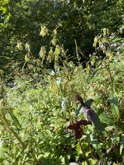 Nabalus trifoliolatus