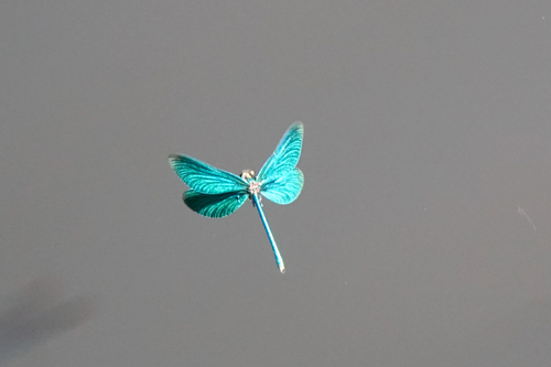 Beautiful demoiselle