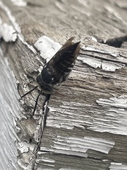 Coelioxys rufitarsis