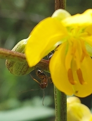 Camponotus floridanus