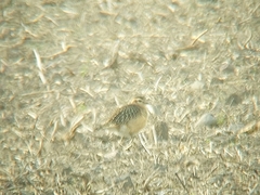 Charadrius morinellus