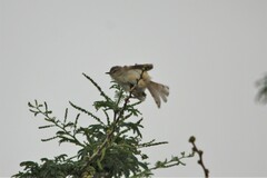 Prinia subflava