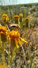 Bombyliini