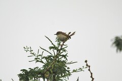 Prinia subflava