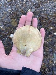 Placopecten magellanicus