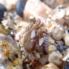 Cyclograpsus cinereus