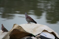 Columba guinea