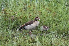 Alopochen aegyptiaca