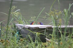 Corythornis cristatus