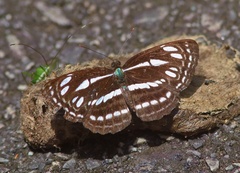 Neptis duryodana