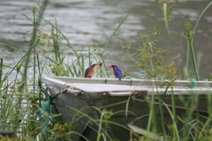 Corythornis cristatus