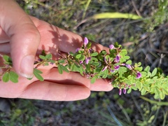 Lespedeza violacea