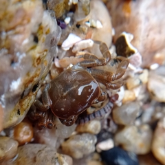 Cyclograpsus cinereus