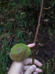 Actinidiaceae