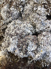Lecanora epibryon