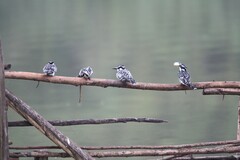 Ceryle rudis rudis