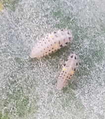 Psyllobora vigintimaculata