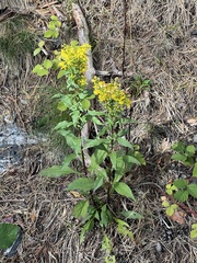 Solidago virgaurea