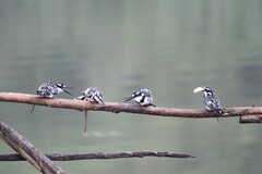 Ceryle rudis rudis