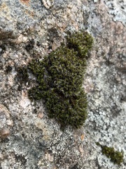 Grimmiaceae