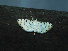 Pycnarmon cribrata