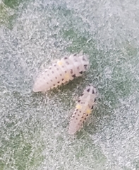 Psyllobora vigintimaculata