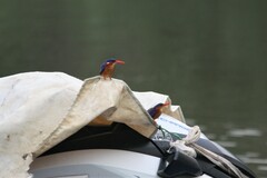 Corythornis cristatus