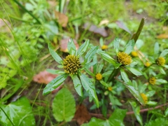 Bidens tripartita