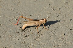 Heteracris pterosticha