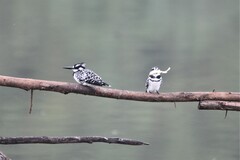 Ceryle rudis rudis