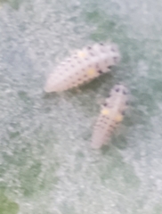Psyllobora vigintimaculata
