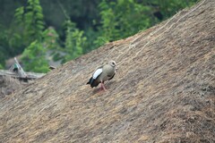 Alopochen aegyptiaca