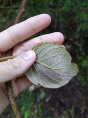 Actinidiaceae