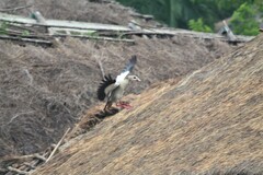 Alopochen aegyptiaca