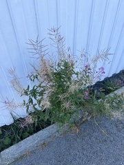 Chamaenerion angustifolium