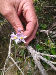 Solanum laxum