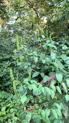 Agastache nepetoides