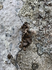 Umbilicaria polyphylla