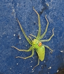 Lyssomanes viridis
