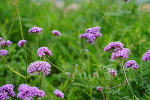 purpletop vervain