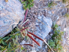 Chamaenerion fleischeri