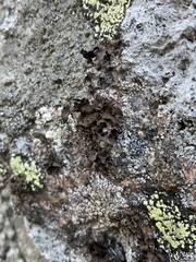 Umbilicaria polyphylla