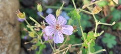 Geranium caespitosum
