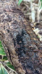 Ruzenia spermoides