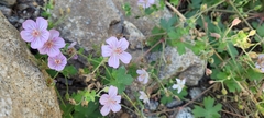 Geranium caespitosum