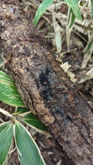 Ruzenia spermoides