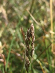 Festuca richardsonii